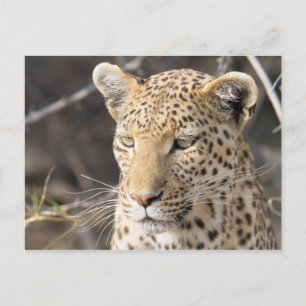 Leopard porträtt vykort
