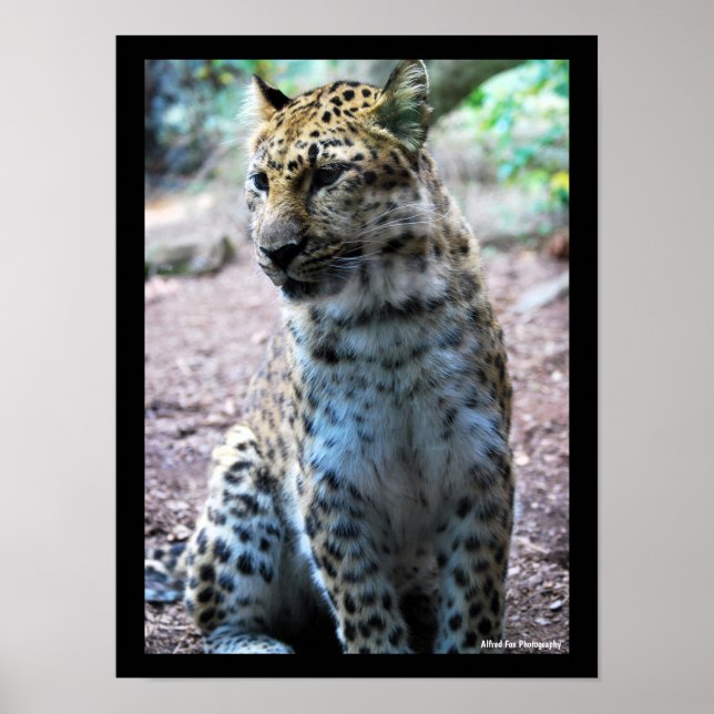 Leopard Pose Poster (Framsidan)