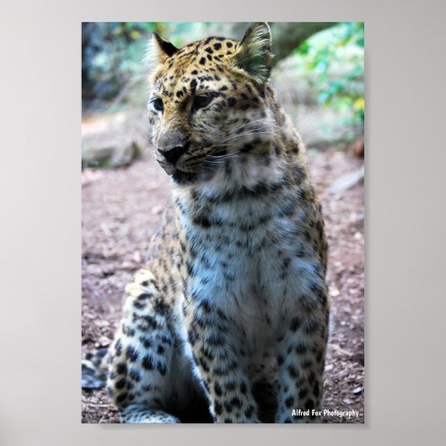 Leopard Pose Poster (Framsidan)