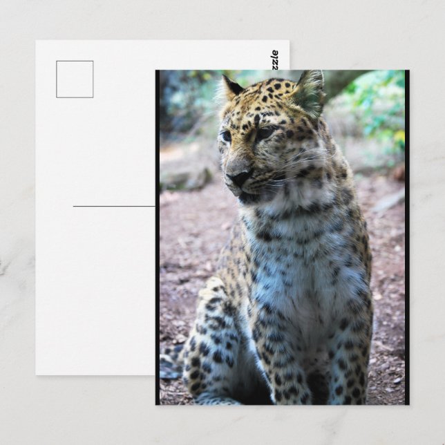 Leopard Pose Vykort (Fram/baksida)