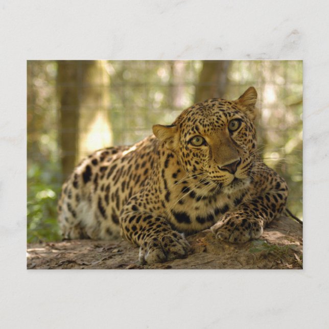 Leopard Postcard Vykort (Framsida)