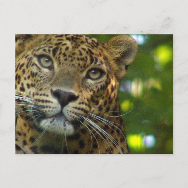 Leopard Postcard Vykort (Framsida)