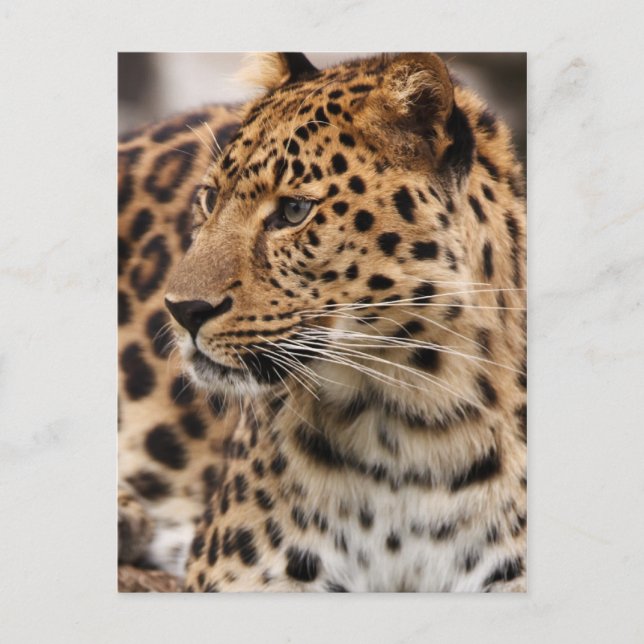 Leopard Postcard Vykort (Framsida)