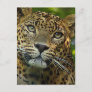 Leopard Postcard Vykort