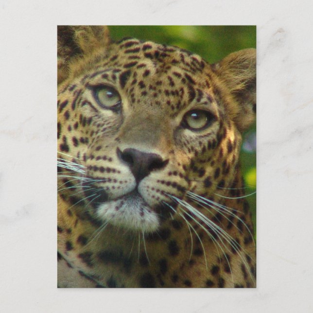 Leopard Postcard Vykort (Framsida)