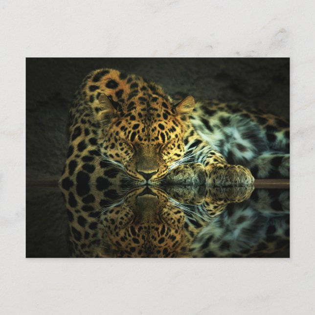 Leopard Postcard Vykort (Framsida)