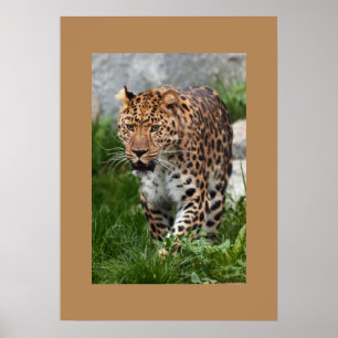 Leopard Poster