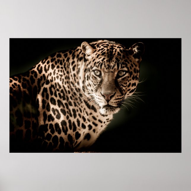 Leopard Poster (Framsidan)
