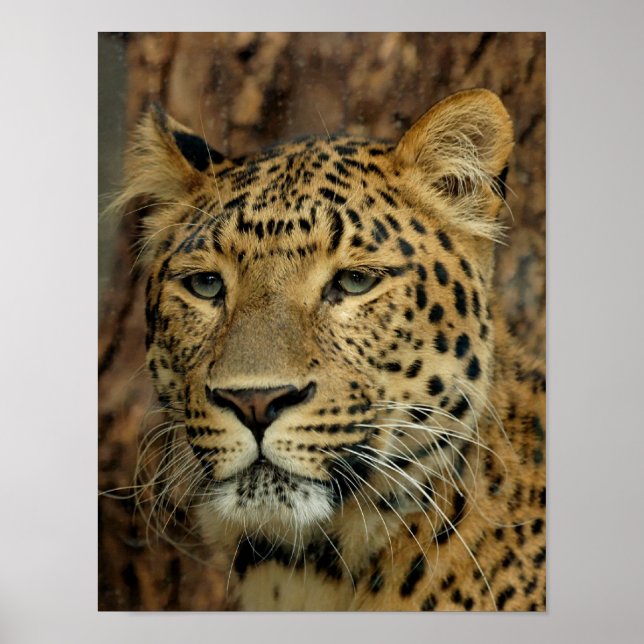 Leopard Poster (Framsidan)
