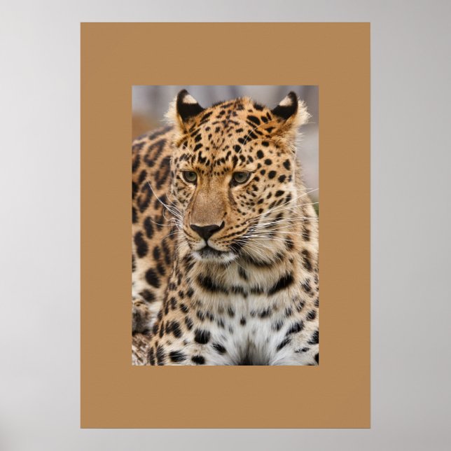 Leopard Poster (Framsidan)
