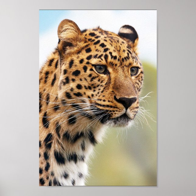 Leopard Poster (Framsidan)
