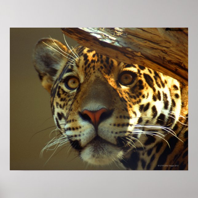 Leopard Poster (Framsidan)