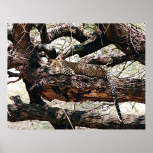 Leopard Poster