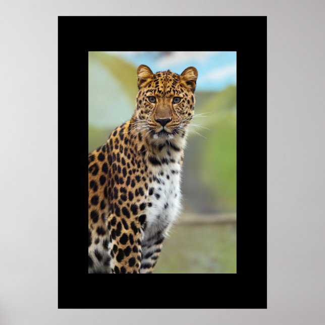 Leopard Poster (Framsidan)
