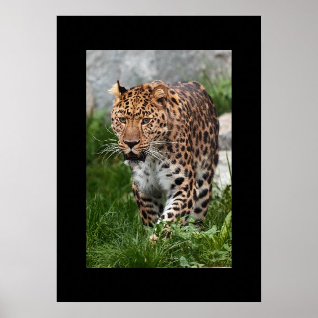 Leopard Poster (Framsidan)