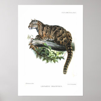 Leopard Poster
