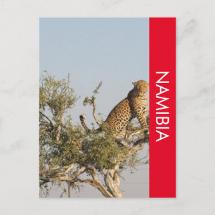 Leopard, postkort för Namibia Vykort