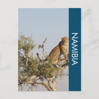 Leopard, postkort för Namibia Vykort