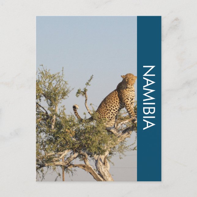 Leopard, postkort för Namibia Vykort (Framsida)