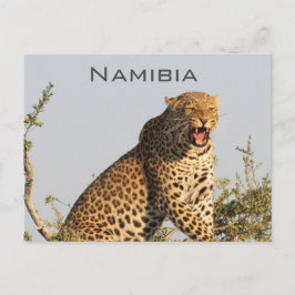Leopard, postkort för Namibia Vykort
