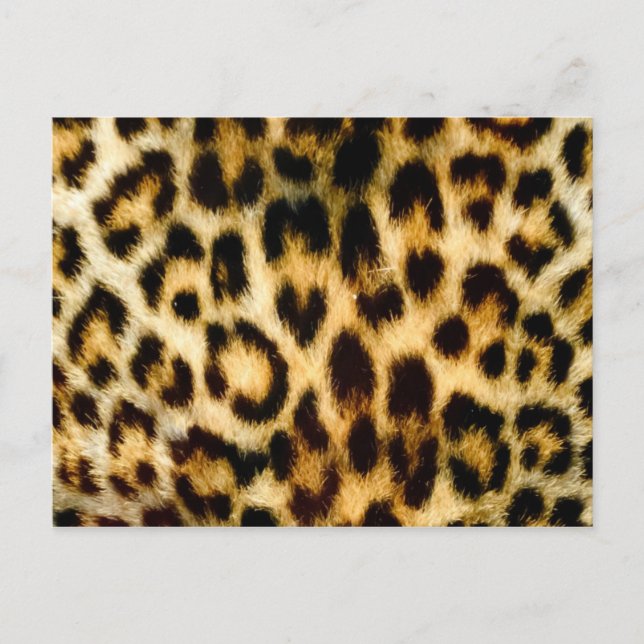 Leopard print vykort (Framsida)