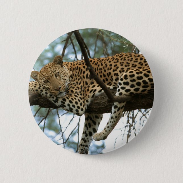 Leopard Resting i Träd Knapp (Framsida)