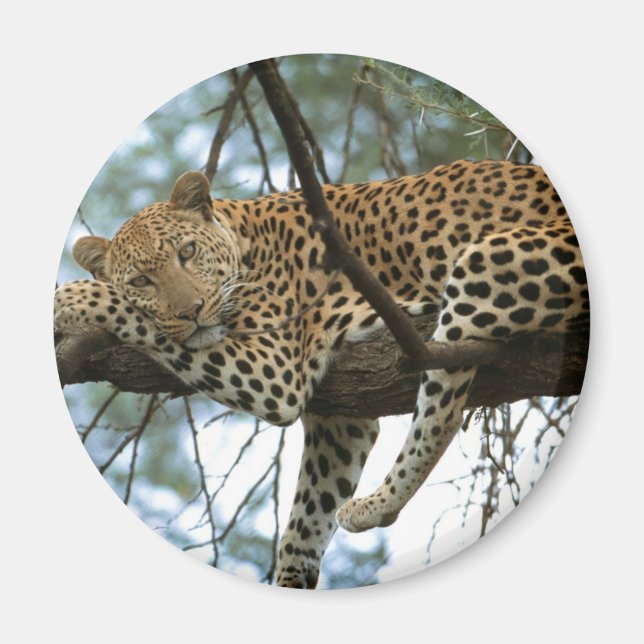 Leopard Resting i Träd Magnet (Framsidan)