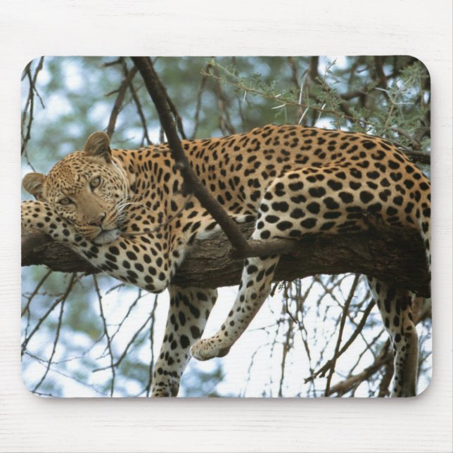 Leopard Resting i Träd Musmatta (Framsidan)