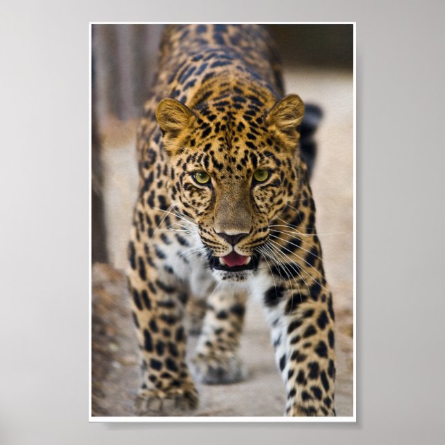Leopard Running Photograph Poster (Framsidan)
