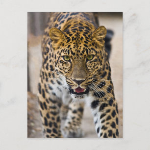 Leopard Running Photograph Vykort