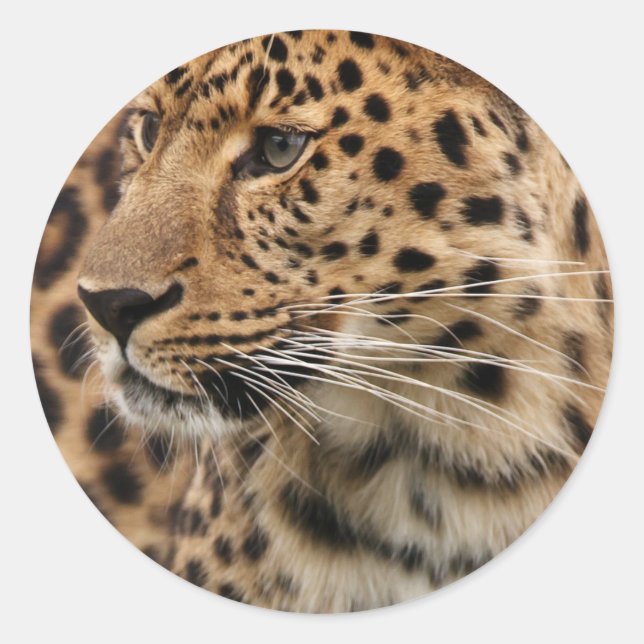 Leopard Runt Klistermärke (Framsida)