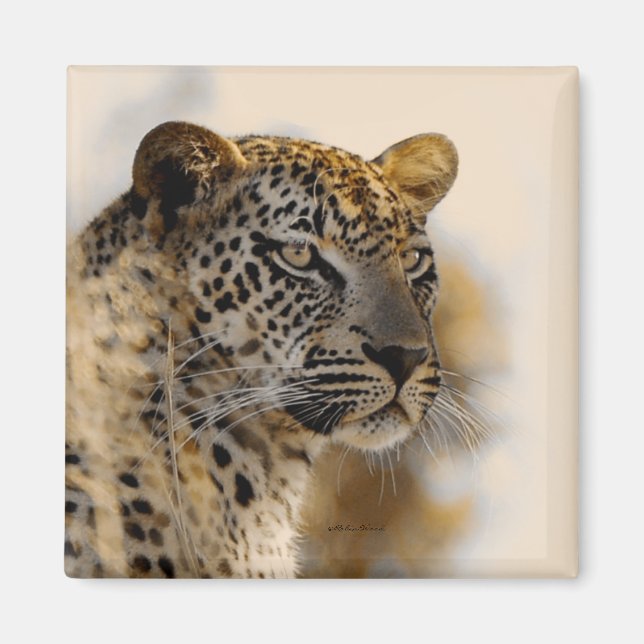 Leopard safari magnets magnet (Framsidan)