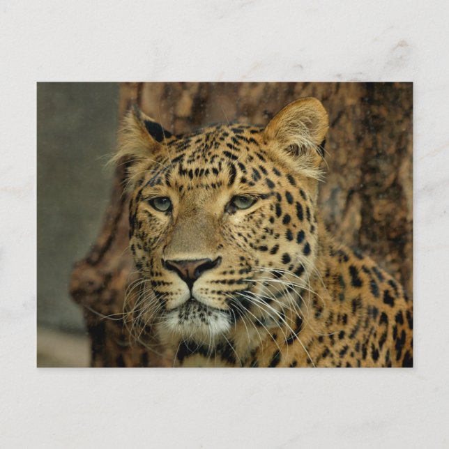 Leopard Safari Postcard Vykort (Framsida)