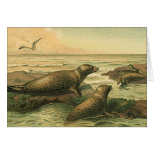 Leopard Sälar, Vintage Aquatic Animals Marine Life Hälsningskort