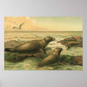 Leopard Sälar, Vintage Aquatic Animals Marine Life Poster