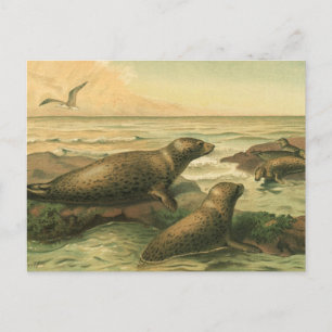 Leopard Sälar, Vintage Aquatic Animals Marine Life Vykort