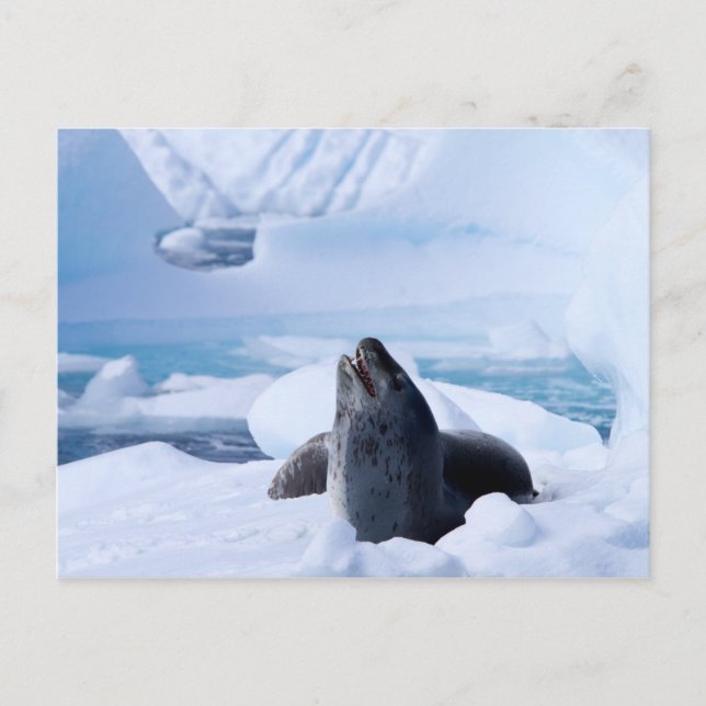 Leopard Seal Vykort (Framsida)