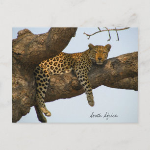 Leopard sitta i träd vykort