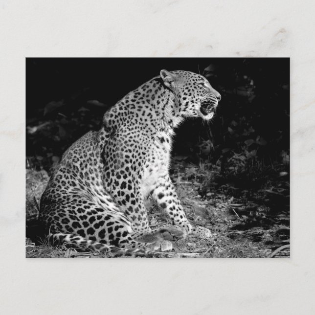 Leopard sitta vykort (Framsida)
