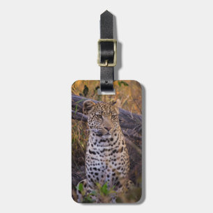 Leopard sittande, Botswana, Afrika Bagagebricka