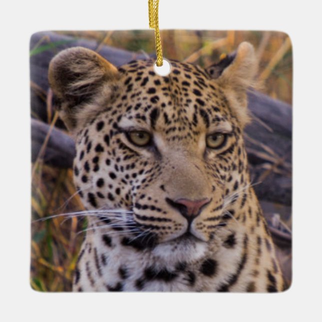 Leopard sittande, Botswana, Afrika Julgransprydnad Keramik (Framsida)