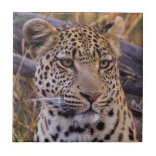Leopard sittande, Botswana, Afrika Kakelplatta