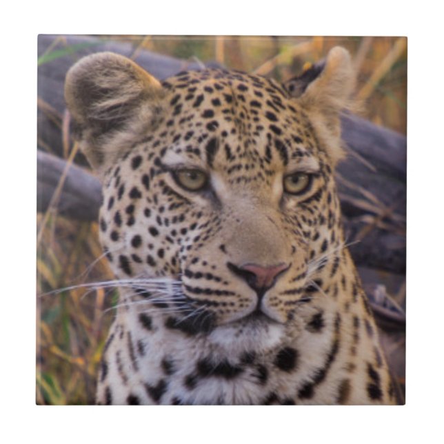 Leopard sittande, Botswana, Afrika Kakelplatta (Framsidan)