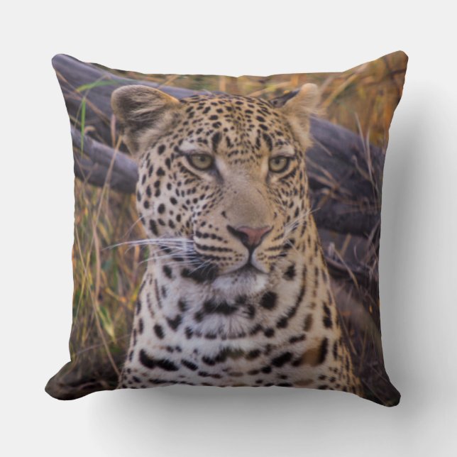 Leopard sittande, Botswana, Afrika Kudde (Framsida)