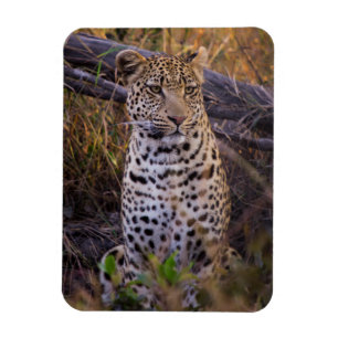 Leopard sittande, Botswana, Afrika Magnet