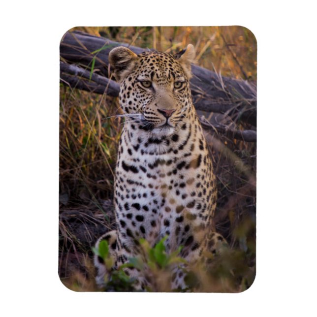 Leopard sittande, Botswana, Afrika Magnet (Vertikal)