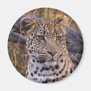 Leopard sittande, Botswana, Afrika Magnet