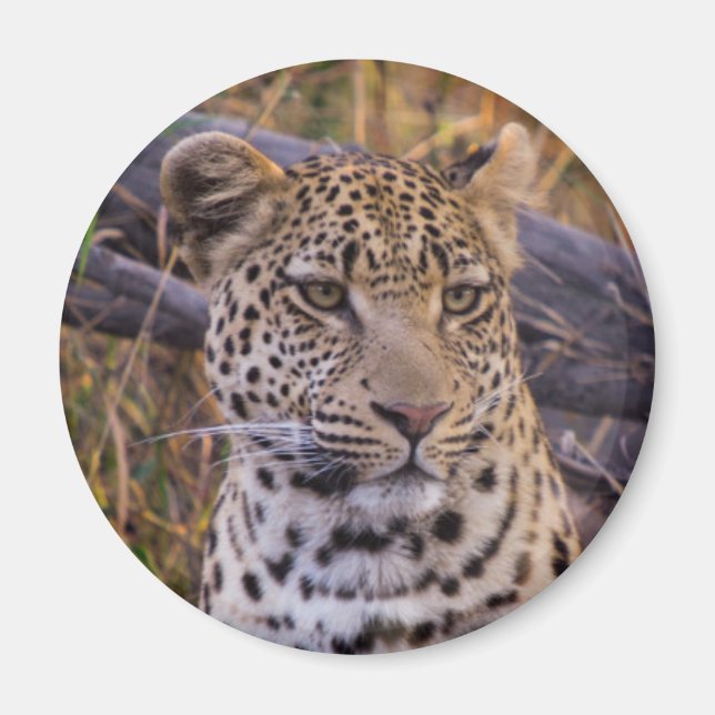 Leopard sittande, Botswana, Afrika Magnet (Framsidan)
