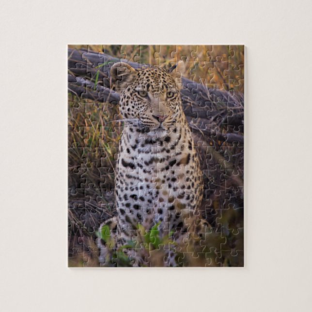 Leopard sittande, Botswana, Afrika Pussel (Vertikal)