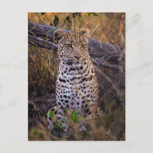 Leopard sittande, Botswana, Afrika Vykort (Framsida)